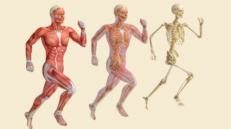 CUET PG Phy. Ed. 2026 – Minor – 05 Test (Anatomy and Physiology)